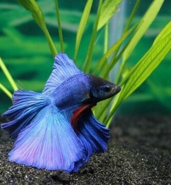 Betta kalan ruokinta