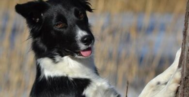 Bordercollie koirien nimet