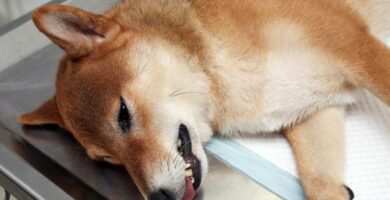 Botulismi koirilla hoito diagnoosi ja oireet