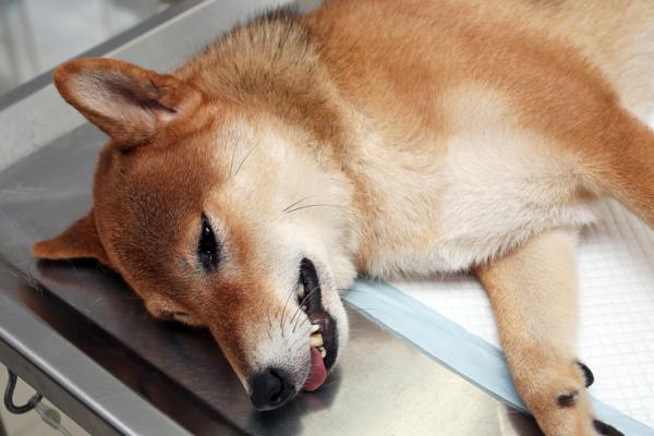 Botulismi koirilla hoito diagnoosi ja oireet