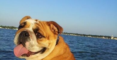 Bulldogin tyypit englanti ranska ja amerikkalainen