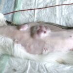 Cancer de mama en gatas Causas sintomas y tratamiento