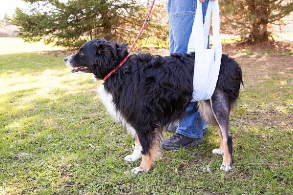 Cauda equina koirilla Oireet diagnoosi ja hoito
