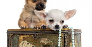 Chihuahua koirien nimet