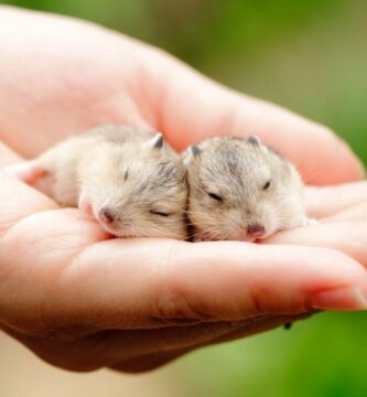 Como cuidar una cria de hamster