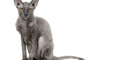 Cornish rex kissa