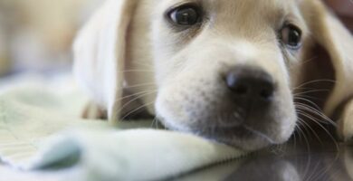 Coronavirus canino Sintomas tratamiento y contagio