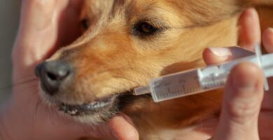 Dalsy koirille annostus ja sivuvaikutukset