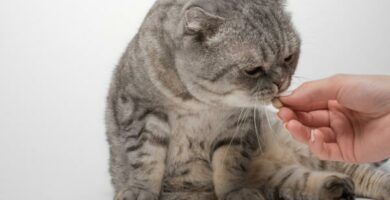 Deksametasoni kissoilla annostus ja sivuvaikutukset