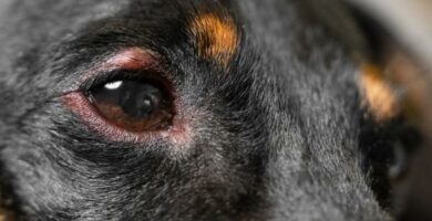 Deksametasoni koirilla annostus kaytto ja sivuvaikutukset