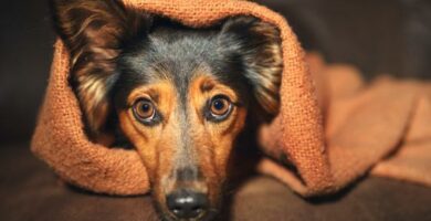Diatsepaami koirille annostus kaytto ja sivuvaikutukset