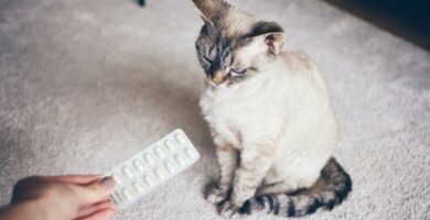 Diklofenaakki kissoille annostus kaytto ja sivuvaikutukset
