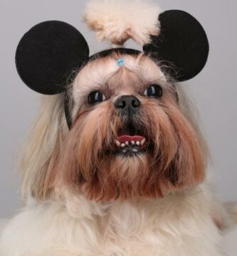 Disneyn hahmojen nimet koirille