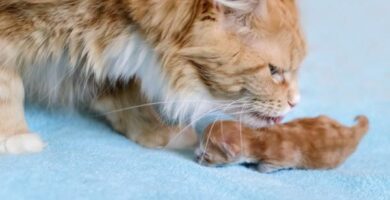 Dlaczego koty przenosza kocieta