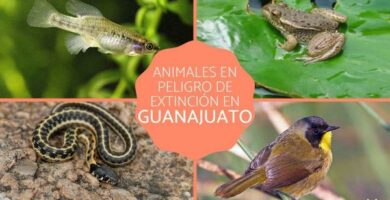 Elaimet jotka ovat vaarassa kuolla sukupuuttoon Guanajuatossa