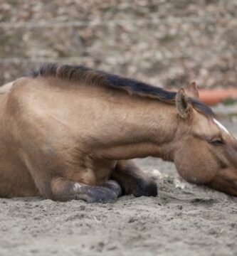 Endometritis en yeguas Sintomas causas y tratamiento