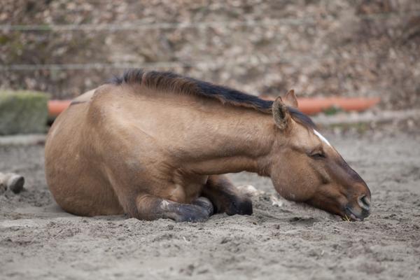 Endometritis en yeguas Sintomas causas y tratamiento