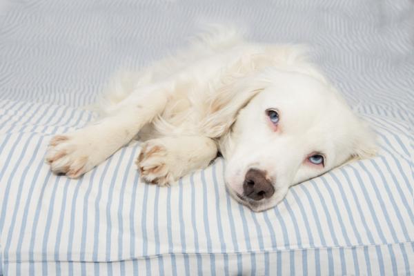 Epileptiset kohtaukset koirilla syyt oireet ja hoito