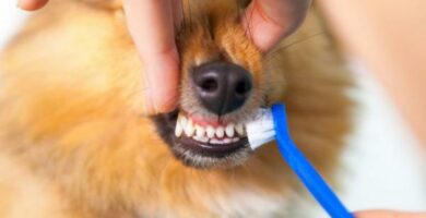 Eri tapoja puhdistaa koiran hampaat