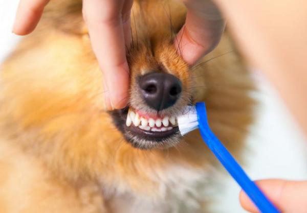Eri tapoja puhdistaa koiran hampaat