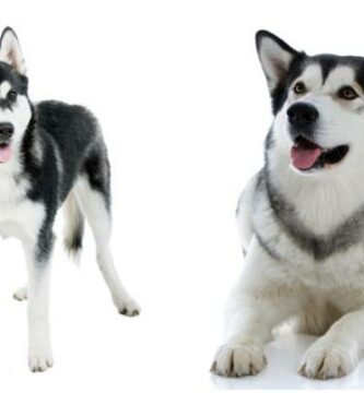 Ero Alaskan malamuutin ja Siperian husky valilla