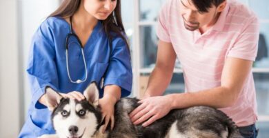 Eturauhassyopa koirilla oireet syyt ja hoito