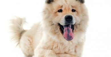 Eurasier 14 Eurasier
