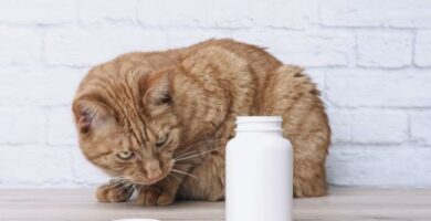 Febantel kissoille annostus kaytto ja sivuvaikutukset
