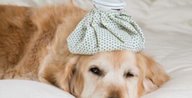 Flunssa koirilla oireet ja hoito