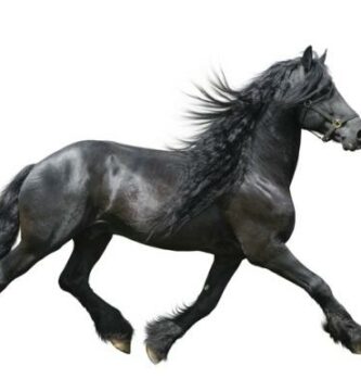 Friisilainen hevonen