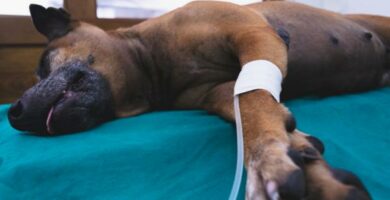 Furosemidi koirilla annostus sivuvaikutukset ja vasta aiheet