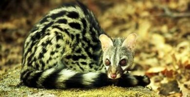 Genet