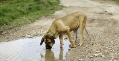 Giardia koirilla - oireet, tartunta ja hoito 24 Giardia koirilla oireet tartunta ja hoito