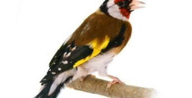Goldfinch parva