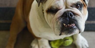 Hampaiden reikiintyminen koirilla syyt oireet ja hoito