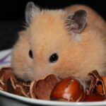 Hamsterin hampaiden hoito