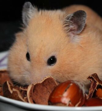 Hamsterin hampaiden hoito