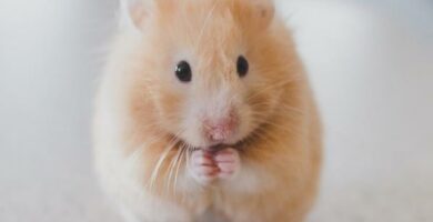 Hamsterin hoito ja ruokinta