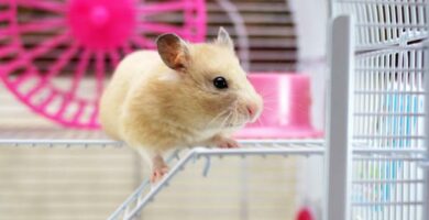 Hamsteritarvikkeet - mitä tarvitsen? 66 Hamsteritarvikkeet mita tarvitsen
