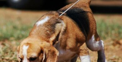 Harjoituksia beagle koirille