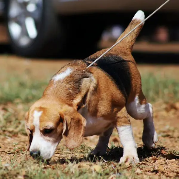 Harjoituksia beagle koirille