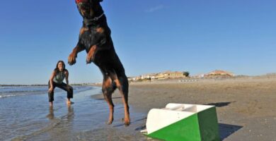 Harjoituksia rottweiler koirille