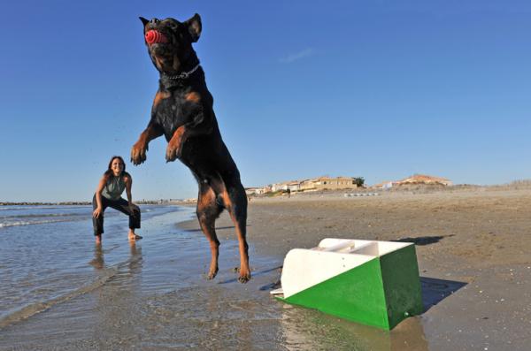 Harjoituksia rottweiler koirille