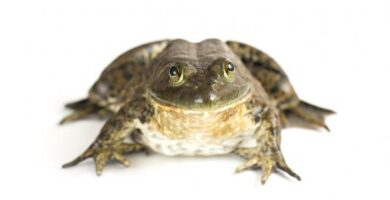 Härkä sammakko 38 Harka sammakko