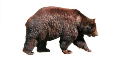 Harmaakarhu 55 Harmaakarhu