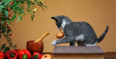 Hedelmat ja vihannekset kielletty kissoille
