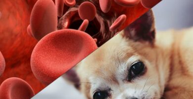 Hemolyyttinen anemia koirilla oireet ja hoito
