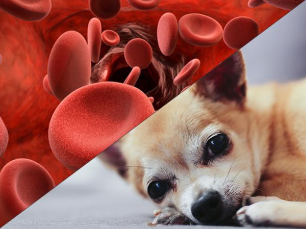 Hemolyyttinen anemia koirilla oireet ja hoito
