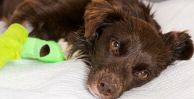 Hemoparasiitit koirilla syyt oireet ja hoito