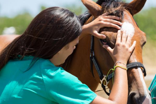 Hevosen Piroplasmosis oireet ja hoito